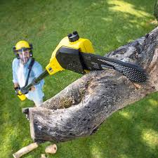 Best Root Management and Removal  in Pinewood Estates, TX