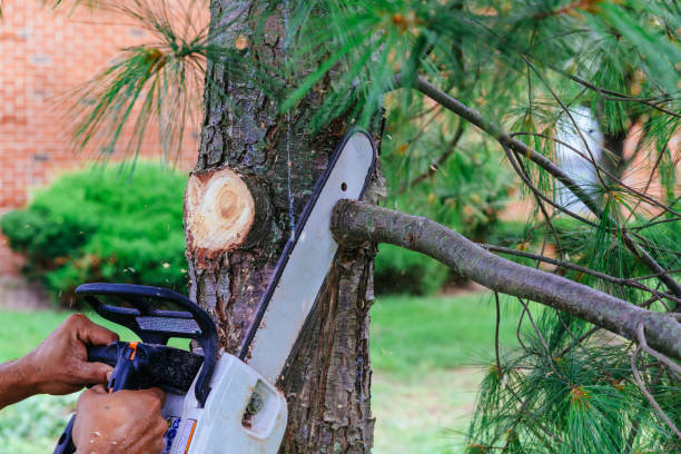 Best Palm Tree Trimming  in Pinewood Estates, TX